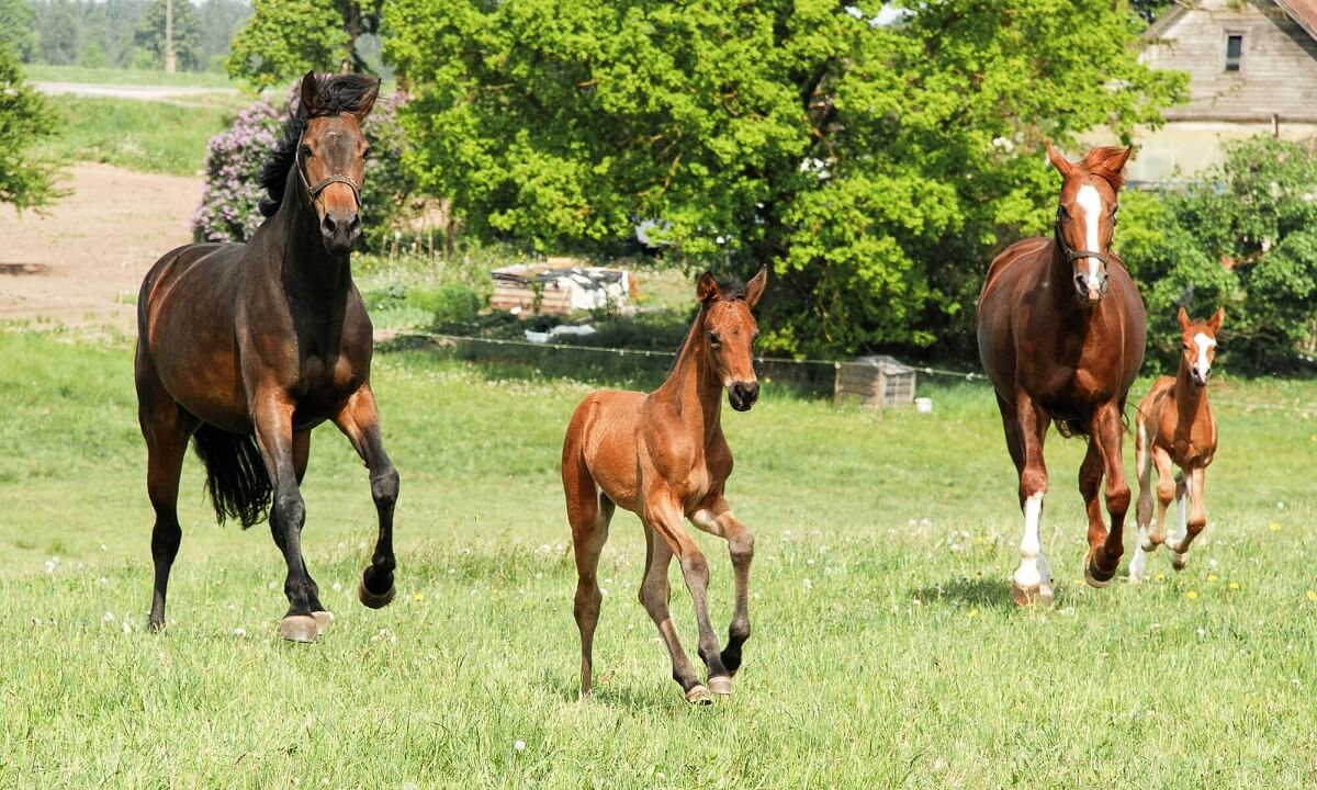 Brood Mares and Foals